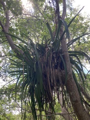 Aechmea bracteata