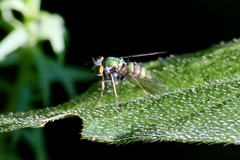 Condylostylus comatus