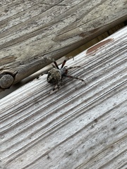 Neoscona crucifera