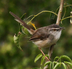 Prinia subflava