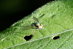 Condylostylus comatus