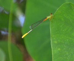 Ceriagrion cerinorubellum