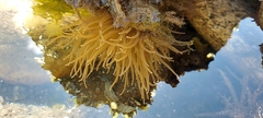 Anemonia viridis