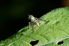 Condylostylus comatus