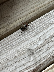 Neoscona crucifera