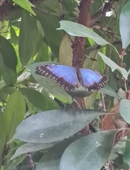 Morpho helenor narcissus