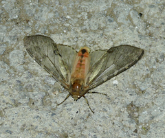 Pseudohemihyalea labecula