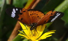 Acraea encedon