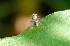 Condylostylus comatus