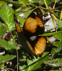 Junonia hierta cebrene