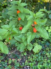 Alkekengi officinarum
