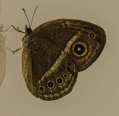 Brakefieldia perspicua