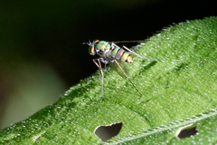 Condylostylus comatus