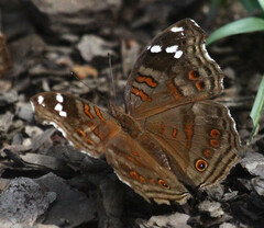 Junonia natalica natalica