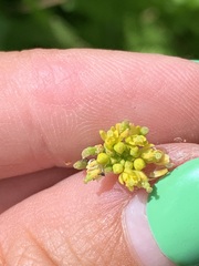 Rorippa palustris palustris