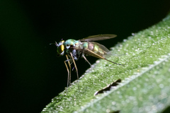 Condylostylus comatus