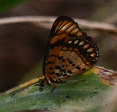 Byblia anvatara
