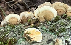 Stereum subtomentosum