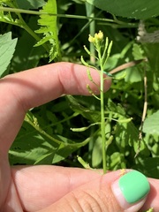 Rorippa palustris palustris