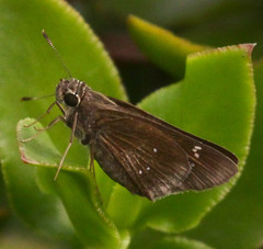 Torbenlarsenia gemella