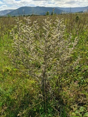 Echium italicum biebersteinii