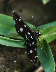 Bocchoris inspersalis