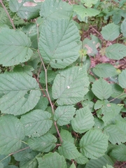 Corylus cornuta