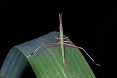 Orthoptera