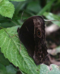Bicyclus safitza