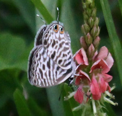 Leptotes