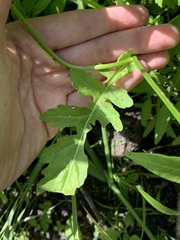 Rorippa palustris palustris