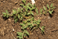 Polygonum arenastrum