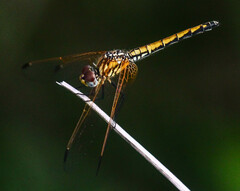 Trithemis arteriosa