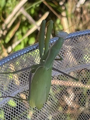 Mantis
