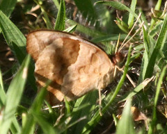 Junonia oenone