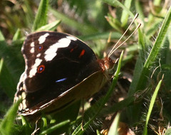 Junonia oenone