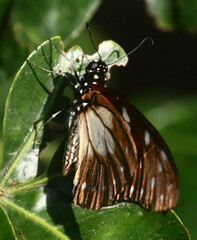 Graphium leonidas