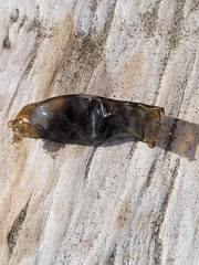 Scyliorhinus canicula