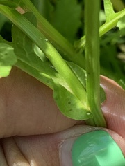 Rorippa palustris palustris