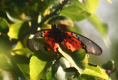 Pseudacraea boisduvalii