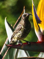 Chalcomitra amethystina
