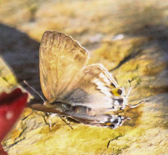 Hypolycaena philippus