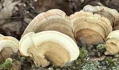 Stereum subtomentosum