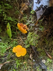 Cantharellus