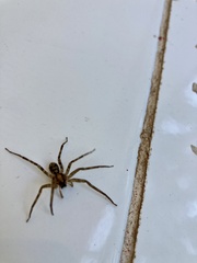 Heteropoda venatoria