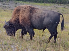 Bison bison athabascae