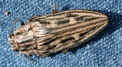 Chalcophora mariana