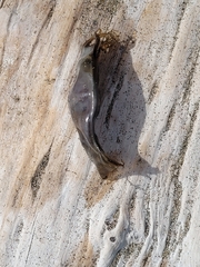 Scyliorhinus canicula