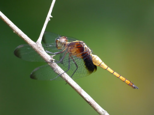 Red Jungle-skimmer