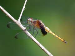 Hadrothemis defecta